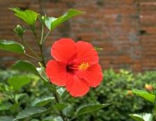 gardenwall poppy picture