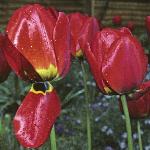 tulipaflos1apeldoorn1a1