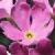 cbirdseyeflo1primrose