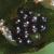 cbladderfru1fern