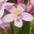ccommonflocentaury