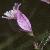 commonflotpinkmilkwort