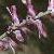 commonfumitoryflot9a