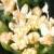 crockflosamphire