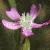 csandflo1catchfly