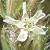 csmallflo1floweredcatchfly