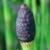 cwaterfru1horsetailbritishflora