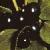 fcommonfrusbuckthorn