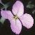 fdamesflot2violet