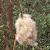 ffalsefrutbulrush