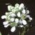 fgardenflotcress