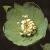 fgreencolflohellebore