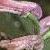 fmartinscolflorampingfumitory1