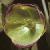 fstinkingcolflohellebore