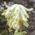 fwhitecfloclimbingcorydalis