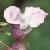 himalayanflotbalsam
