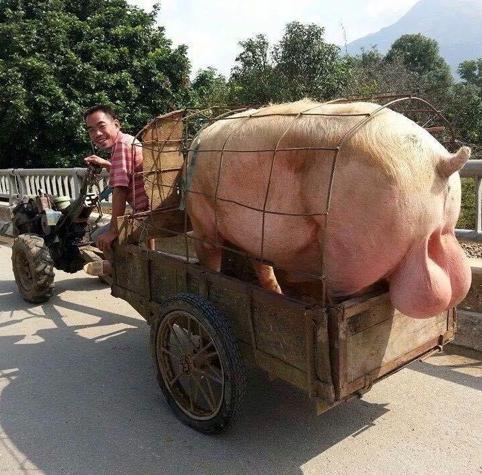 pigbackupsensor