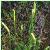 stagshornfrus1clubmoss