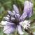 chalkflot1gentianmilkwort1