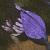 chalkflotgentianmilkwort1a