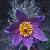 commoncflopasqueflowerfoord