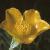 fbulbouscflobuttercup1
