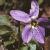 fhairyflotviolet1a