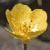 fjerseycolflobuttercup1
