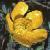 fmeadowcolflobuttercup1