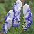 variegatedcflomonkshoodwikimediacommons