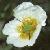 frivercolflocrowfoot