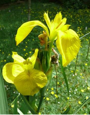 yellowfflos1flagbritishflora1