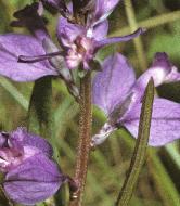 commonmilkwort1a