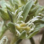 pcornflo1mignonette