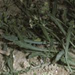 pcornfol1mignonette