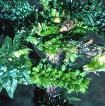 psmallflosbudcnettle