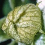 pwhiteflo1budcbryony
