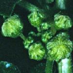 pwhiteflo2budcbryony