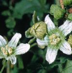 pwhiteflosbryony
