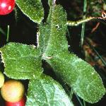 pwhitefol1bryony