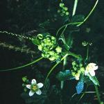 pwhiteforbryony