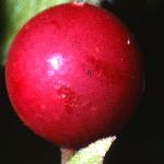 pwhitefrubryony