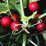 pwhitefrusbryony