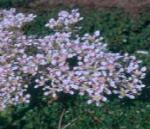 flower_tower_picture