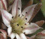 flower_tower_picture