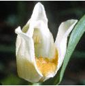broadfflo1helleborine