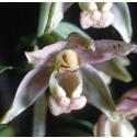commonfflo1helleborine