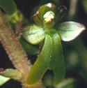 commonfflo1twayblade