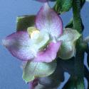 commonfflo4helleborine