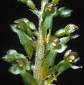 commonfflos1twayblade